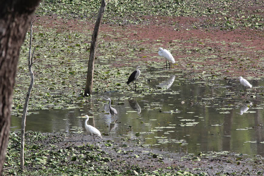 This picture is of 3 different species of egrets and 2 different species of heron at the almost dry Wool Wash in mid November 2019
